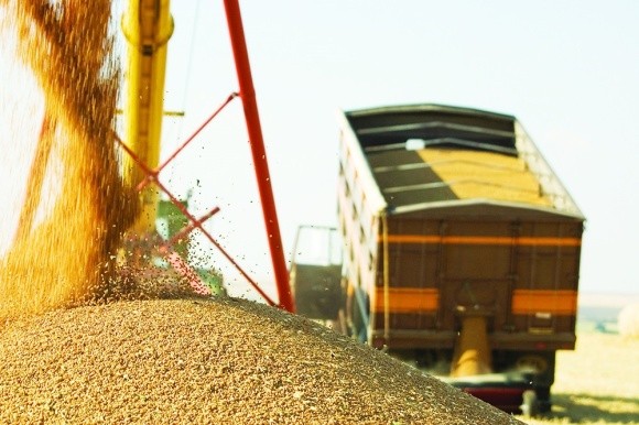 Врожай зерна на Житомирщині зріс на 26% фото, ілюстрація