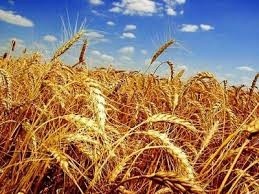 Иранцы будут выращивать сельхозпродукцию на Одещине фото, ілюстрація