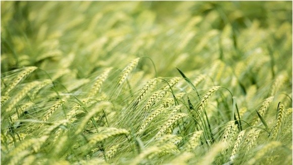 Американці запатентували новий метод біоконтролю шкідників пшениці фото, ілюстрація