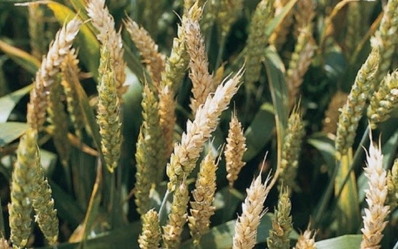 Учені створили тест для передчасного виявлення септоріозу зернових  фото, ілюстрація