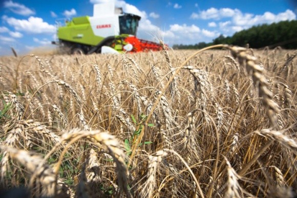 В Євросоюзі врожай зернових нижчий, ніж торік фото, ілюстрація