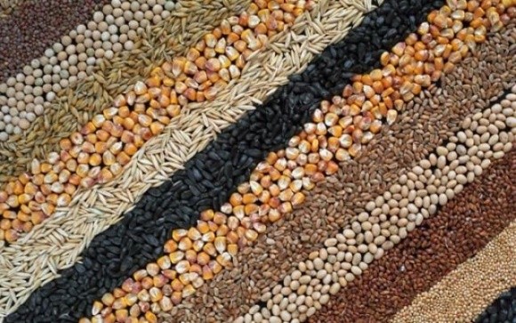 Виробництво зернових та олійних зменшиться на 51% — експерт фото, ілюстрація