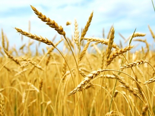 Найбільшим покупцем українських зернових в 2018 р був Єгипет фото, ілюстрація