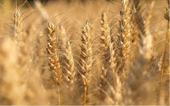 Структура посівів в Україні: ставка на три зернові фото, ілюстрація