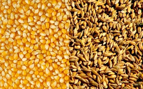 Україна експортувала 40 млн тон зернових культур, у тому числі 22 млн тон кукурудзи фото, ілюстрація