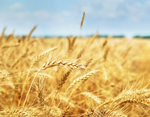 Прогноз врожаю пшениці в Євросоюзі знижений фото, ілюстрація