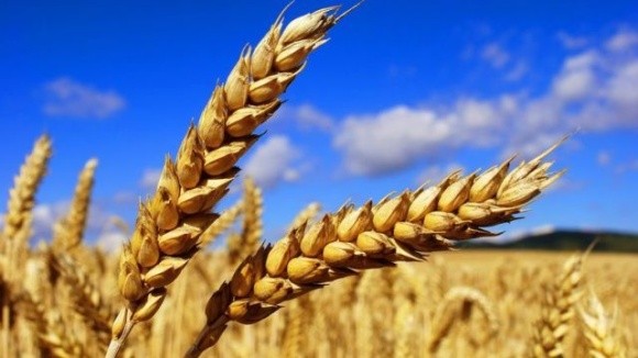 На ринках Азії австралійська пшениця тіснить українську фото, ілюстрація
