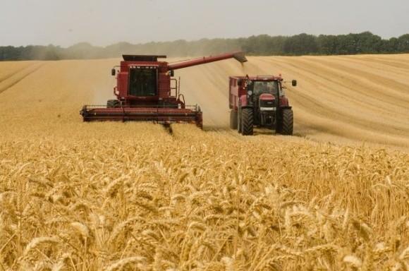 ЄС у 2021 році прогнозовано збере більше зерна та ріпаку фото, ілюстрація