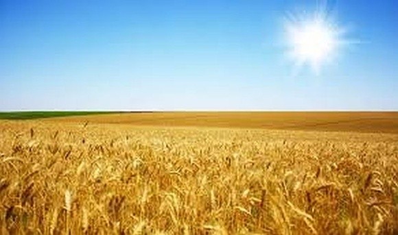 В Австралії намагаються покращити жаростійкість пшениці фото, ілюстрація