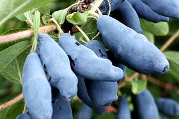 Один з найбільших українських виробників ягід шкодує, що посадив жимолость фото, ілюстрація