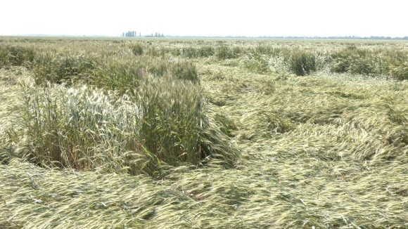 У Запорізькій області через дощі пошкоджено близько 7 тис. га зернових  фото, ілюстрація