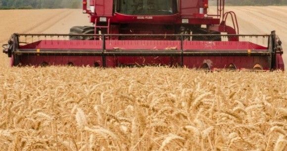 Середня врожайність зернових і зернобобових на Одещині — 25,5 ц/га фото, ілюстрація