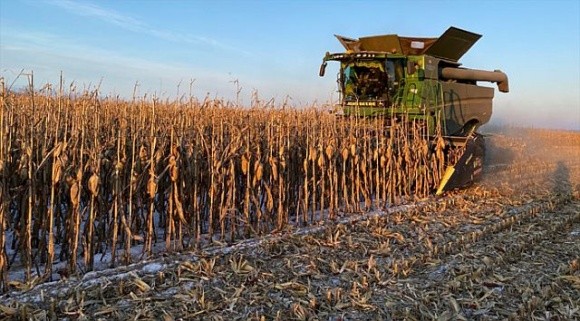 Жнива-2023 тривають: аграрії продовжують збирати кукурудзу фото, ілюстрація