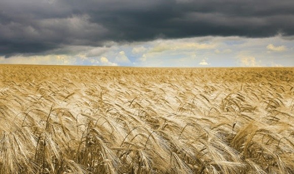  Погодні умови можуть призвести до зниження врожайності озимих зернових фото, ілюстрація