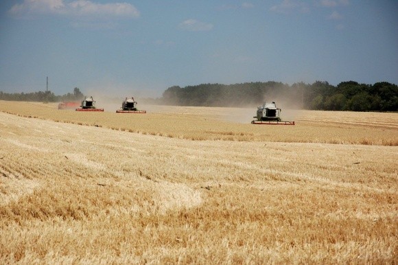 Аналітики «ПроАгро» підвищили прогноз урожаю зернових і ріпаку фото, ілюстрація