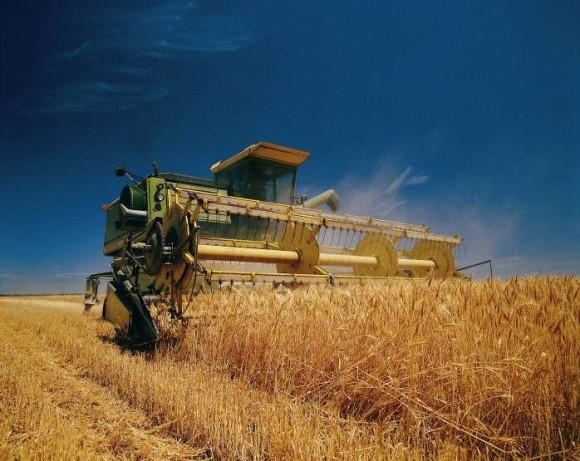 УЗА знизила прогноз урожаю зернових фото, ілюстрація