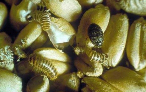 Шкідливий жук з Індії може з’явитися в Україні фото, ілюстрація