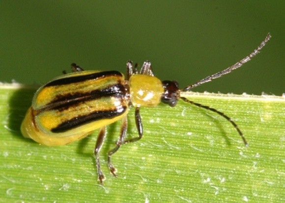 На Вінничині введено карантин через західного кукурудзяного жука фото, ілюстрація