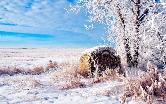 Зима в Україні: синоптик розповів, наскільки буде холодно і чи чекати снігу фото, ілюстрація