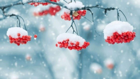 Синоптикиня розповіла, чи чекати снігу взимку в Україні та чим загрожує зміна клімату фото, ілюстрація