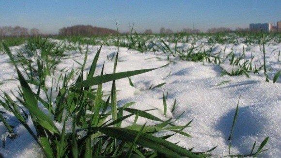 Зимівля озимих культур може ускладнитись, — НААН фото, ілюстрація