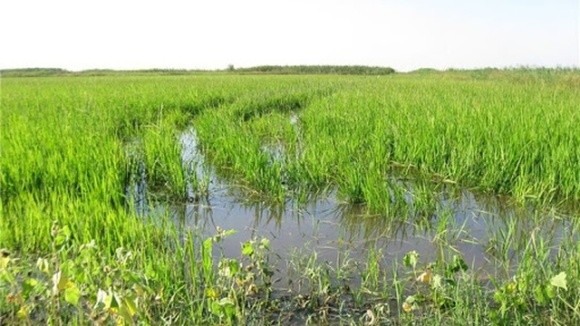 На Дніпропетровщині через проливні дощі гинуть поля зернових фото, ілюстрація