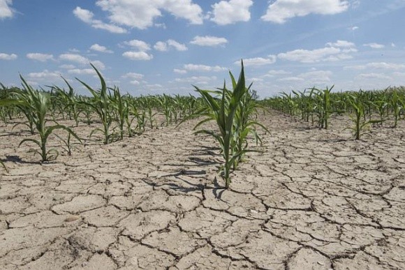 Зливи та посуха загрожують врожайності у Чорноморському регіоні та США фото, ілюстрація