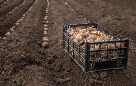 На Київщині посадять лише половину запланованої картоплі фото, ілюстрація