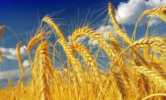 В Україні зібрали 12 млн тонн зерна і зернобобових фото, ілюстрація