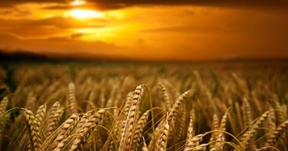 УЗА прогнозує зменшення врожаю зернових та олійних у 2024 році фото, ілюстрація