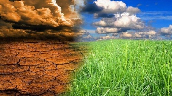Через зміну клімату врожайність пшениці в деяких регіонах може знизитись на 15% фото, ілюстрація