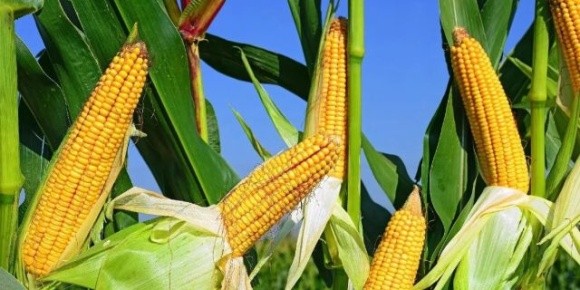 В ЄС прогнозують зниження врожаю кукурудзи через посуху фото, ілюстрація