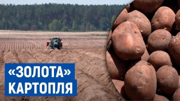 Фермерам Чернігівщини стало невигідно саджати картоплю фото, иллюстрация