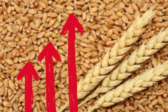 Продовольча пшениця почала дорожчати фото, ілюстрація