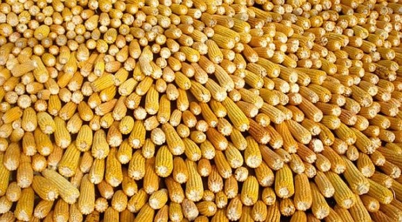 Аналітики прогнозують зростання цін на українську кукурудзу фото, ілюстрація
