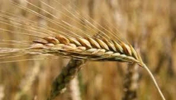 МВФ прогнозує зростання цін на зерно на 15% фото, ілюстрація