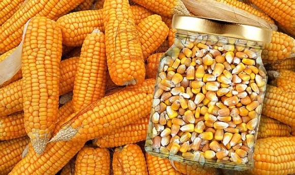 Аграрії очікують подальшого зростання закупівельних цін на кукурудзу фото, ілюстрація