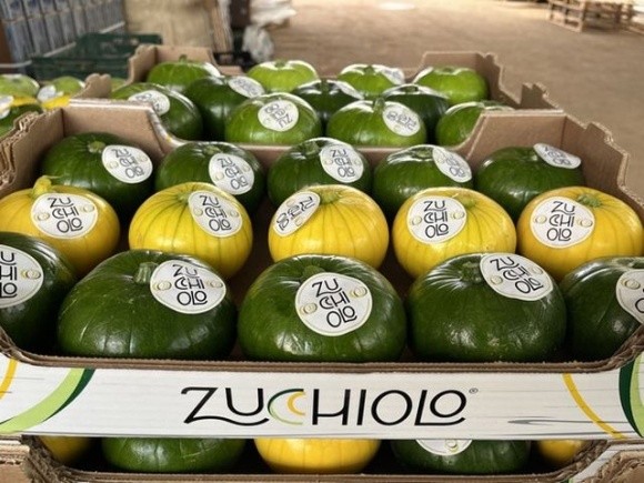 Zucchiolo: новий тепличний овоч для європейського ринку фото, ілюстрація