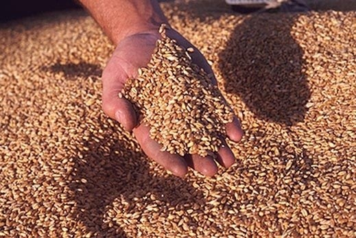 Споживання зерна в Україні скоротиться до мінімуму за останні 10 років фото, ілюстрація