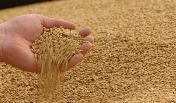 У наступному МР очікується підвищення закупівельних цін на пшеницю та ячмінь фото, ілюстрація