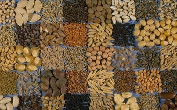 Хлібороби Рівненщини поставили рекорди по зерновим і зернобобовим фото, ілюстрація