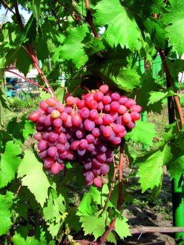 Сорт винограду Фаетон