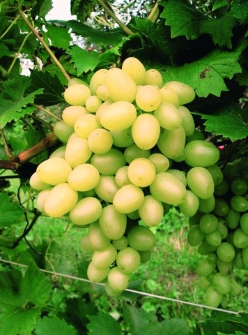Сорт винограду Аркадія