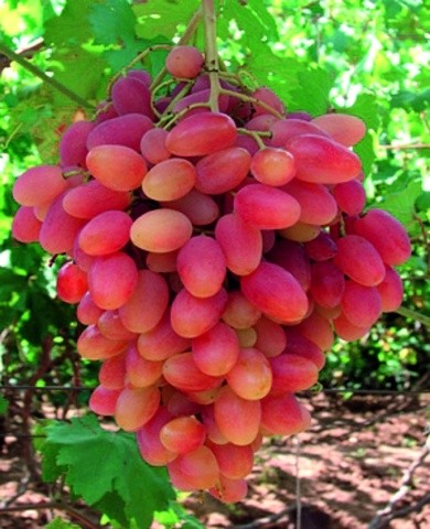 Сорт винограду Преображеніє