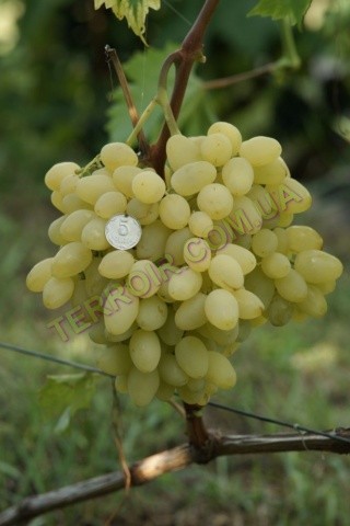Сорт винограду Зарніца