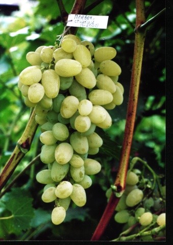 Сорт винограду Плевен стійкий