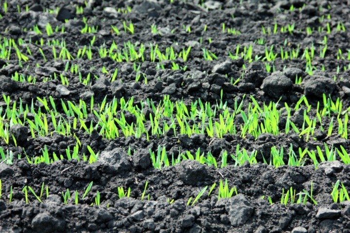 Избыток и недостаток удобрений в почве и растениях определяют гидролитическую направленность обмена веществ в растениях и, как следствие, затрудняют питание вредителей и таким образом повышают устойчивость растений