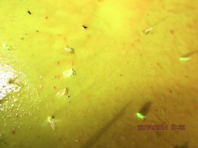 Цикадка зелена на жовтій клейові пастці