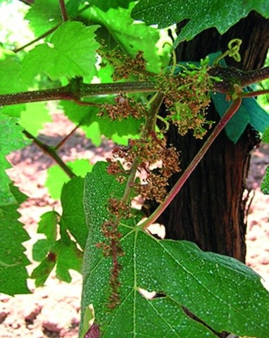 Сухе суцвіття винограду, уражене мілдью в сильному ступені 
