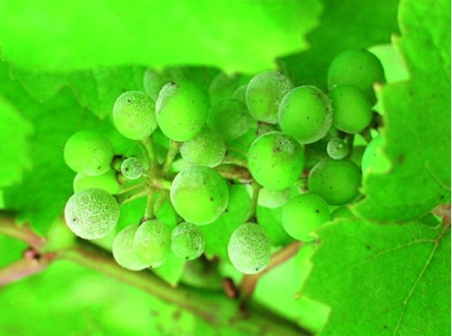 Первинні симптоми ураження ягід винограду оїдіумом